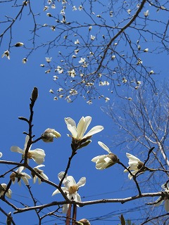 写真：コブシの花