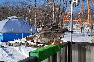 写真：クマタカフライト1