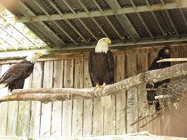 写真：ハクトウワシ（6月27日）1