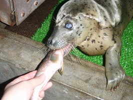 写真：ゴマちゃん3