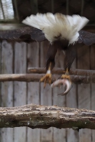 写真：ハクトウワシ（6月3日）1