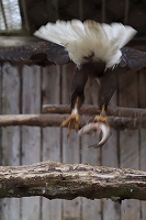 写真：ハクトウワシ（6月3日）1