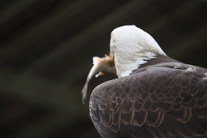 写真：ハクトウワシ（6月3日）2