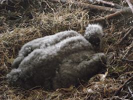 写真：ハクトウワシのヒナ