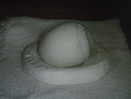 写真：ハクトウワシの卵が孵（かえ）る2