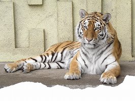 写真:チョコ1