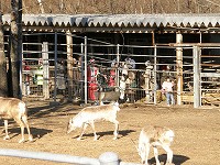 写真：トナカイ舎見学会