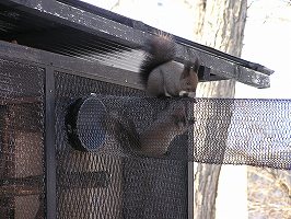 写真：巣箱から出てきたエゾリスのこども2