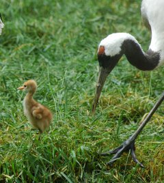 写真：タンチョウのヒナ