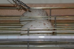 写真：人工孵卵器の中の卵