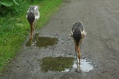 写真：タンチョウのエクとドウエム子（7月4日）