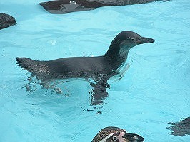 写真：プールで泳ぐペンギンの子