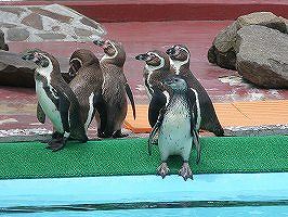 写真：プールサイドにいるペンギンの群れ