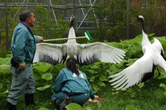 写真：卵を守ろうとするタンチョウ