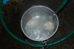 写真：偽物の卵をお湯で温める様子