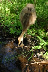 写真：タンチョウの様子（6月12日）2