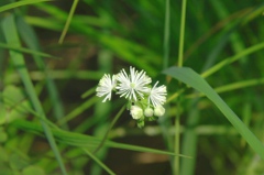 写真：カラマツソウの花