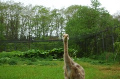 写真：タンチョウの様子（6月16日）4