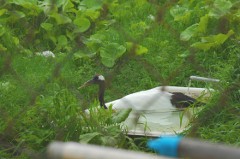 写真：タンチョウの様子（6月16日）3