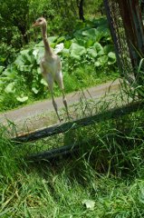 写真：タンチョウの様子（6月16日）1