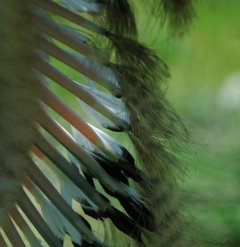 写真：タンチョウのエクの風切羽