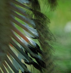 写真：タンチョウのエクの風切羽
