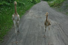 写真：タンチョウの様子（6月20日）1