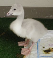 写真：オオハクチョウのヒナ