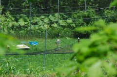 写真：タンチョウの様子（6月26日）3