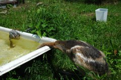 写真：タンチョウの様子（6月26日）2