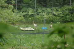 写真：タンチョウの様子（6月27日）3