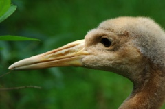 写真：タンチョウの様子（6月27日）2