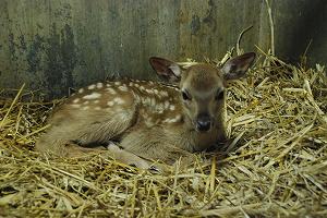 写真：保護されたエゾシカの赤ちゃん