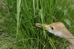 写真：タンチョウの様子（6月8日）3