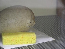 写真：タンチョウの卵（4月29日）