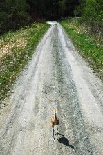 写真：タンチョウのヒナの様子（5月30日）2