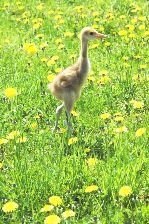 写真：タンチョウのヒナの様子（5月30日）1