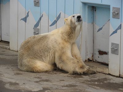 写真：最近のデナリ