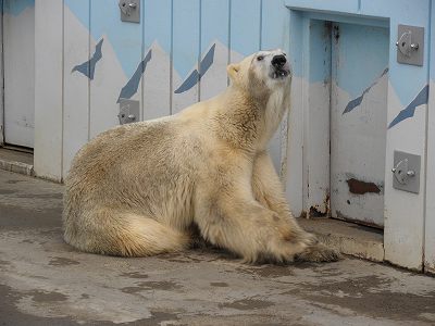 写真：最近のデナリ