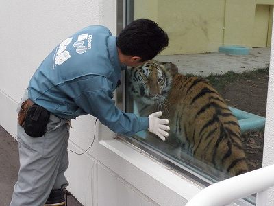 写真：担当者にスリスリしたいココア