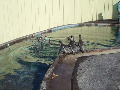 写真：旧ゾウ舎プールに入るペンギンの様子