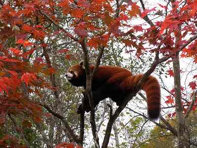 写真：レサーパンダのゴウくんと紅葉