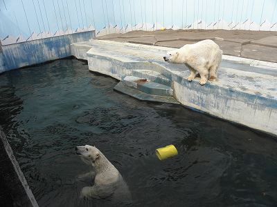 写真：プールでのデナリとクルミ