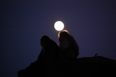 写真：十五夜のお月様とニホンザル