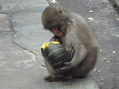 写真：かぼちゃの中をのぞくニホンザル