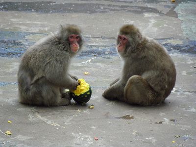 写真：かぼちゃを食べるニホンザル