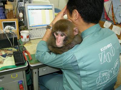 写真：ニホンザルの福ちゃん