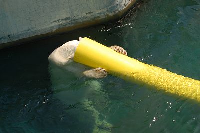 写真：管で遊んでいる様子