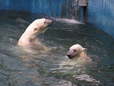 写真：デナリとクルミ