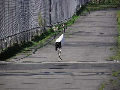 写真：観覧通路にいるドウサン